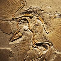 archaeopteryx evolution